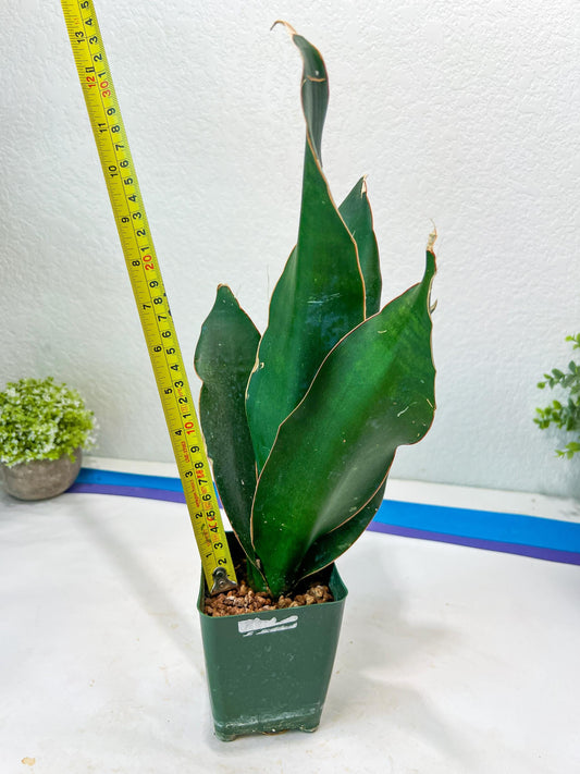 Sansevieria Black Rose Large (#H1~4) | Rare Imported | In 4Inch Planter
