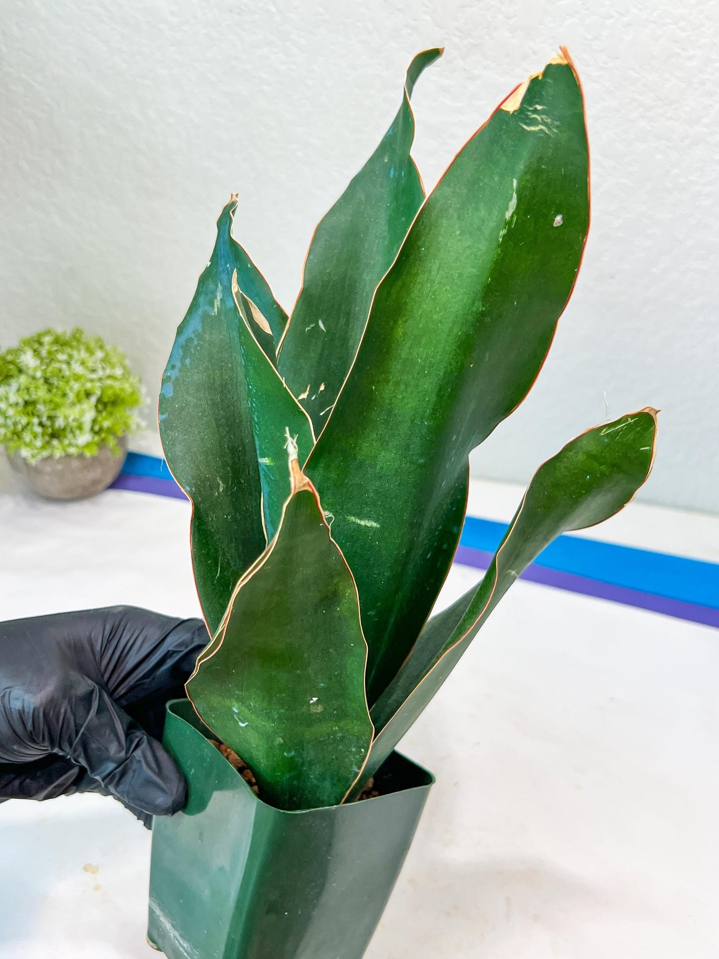 Sansevieria Black Rose Large (#H1~4) | Rare Imported | In 4Inch Planter