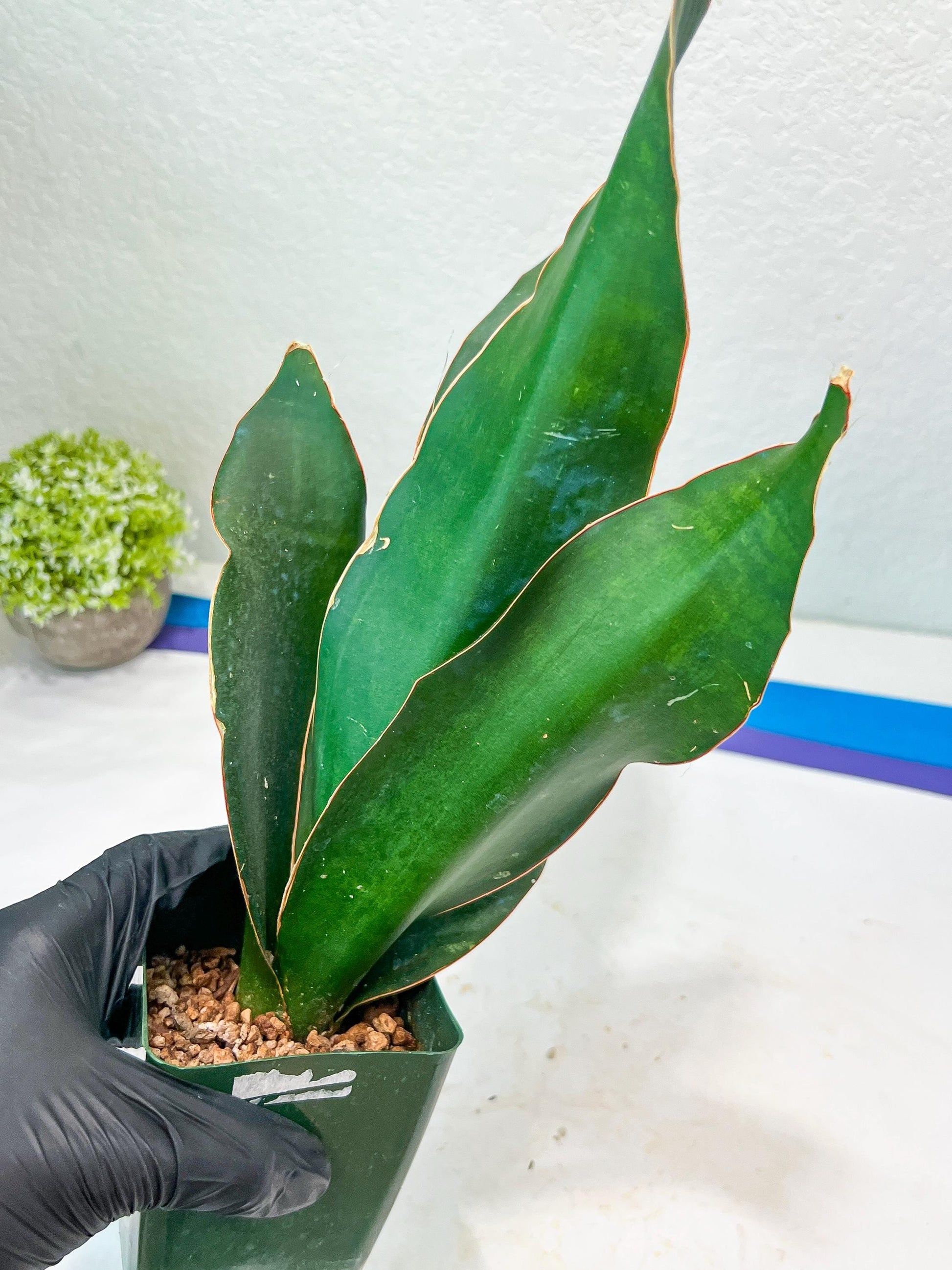 Sansevieria Black Rose Large (#H1~4) | Rare Imported | In 4Inch Planter