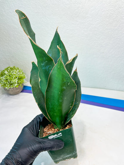 Sansevieria Black Rose Large (#H1~4) | Rare Imported | In 4Inch Planter