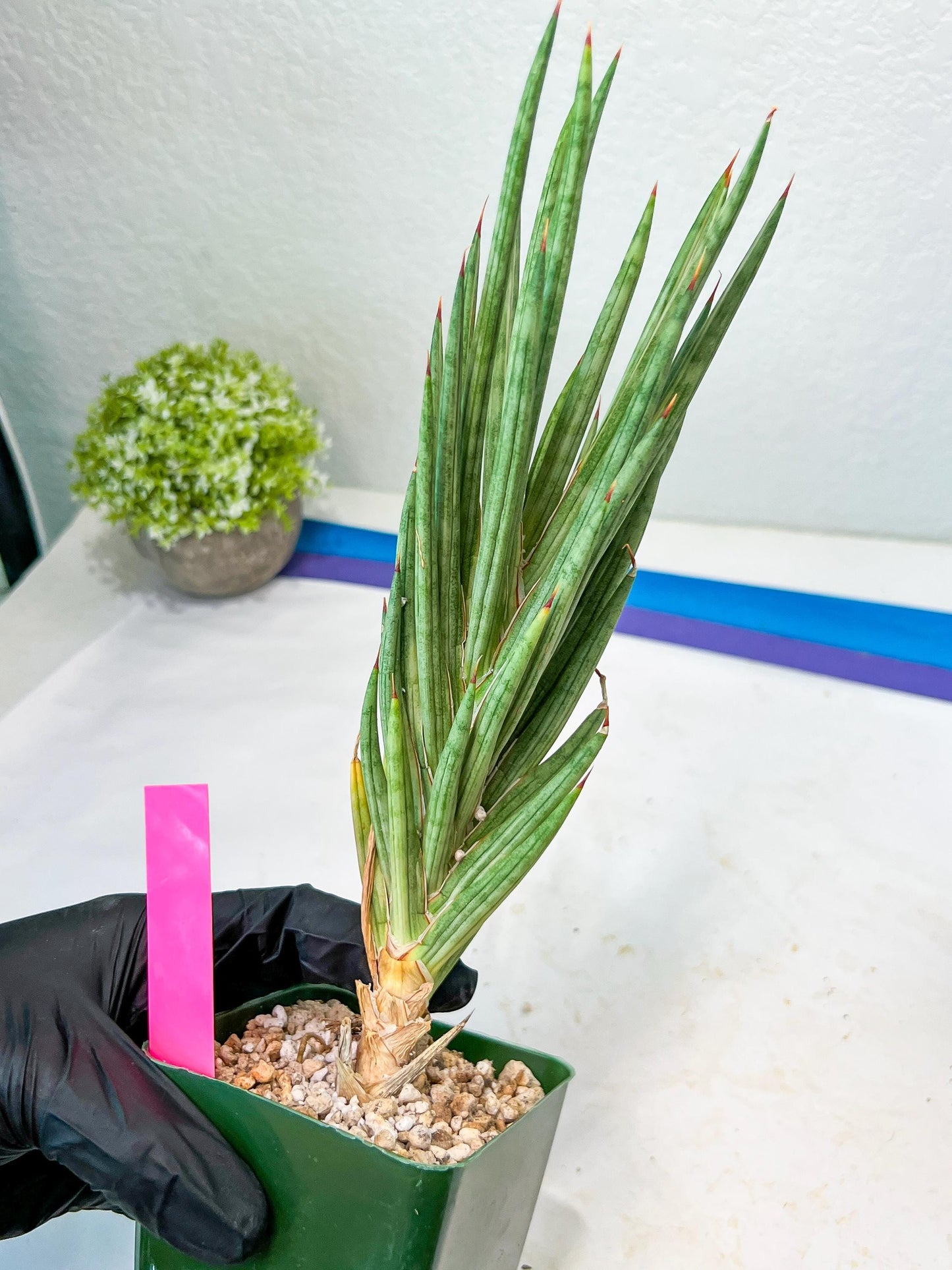 Sansevieria francisii Variegated (P-Y) | Imported Plants