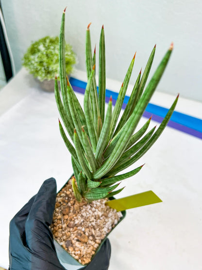 Sansevieria francisii Variegated (P-Y) | Imported Plants