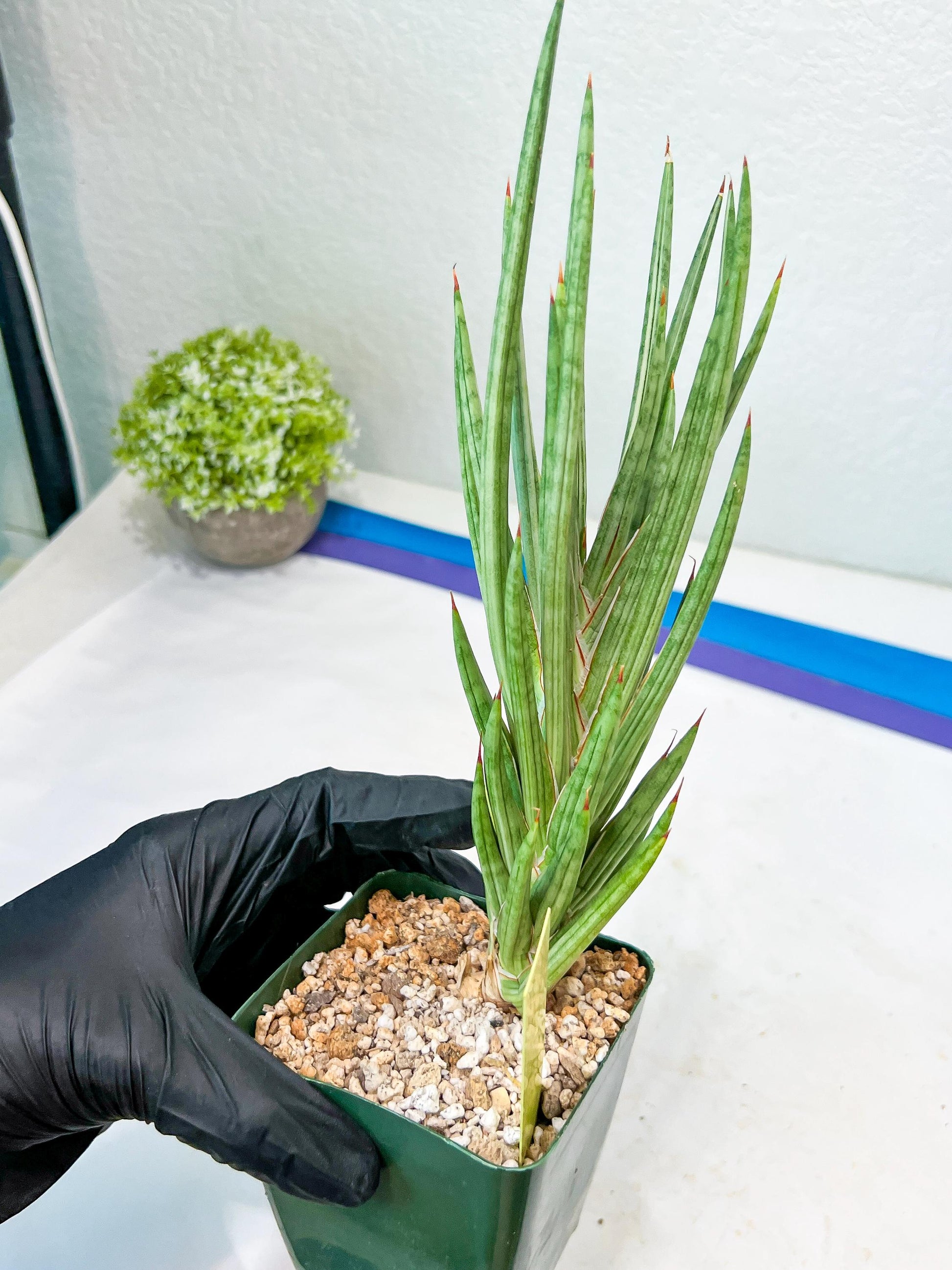Sansevieria francisii Variegated (P-Y) | Imported Plants