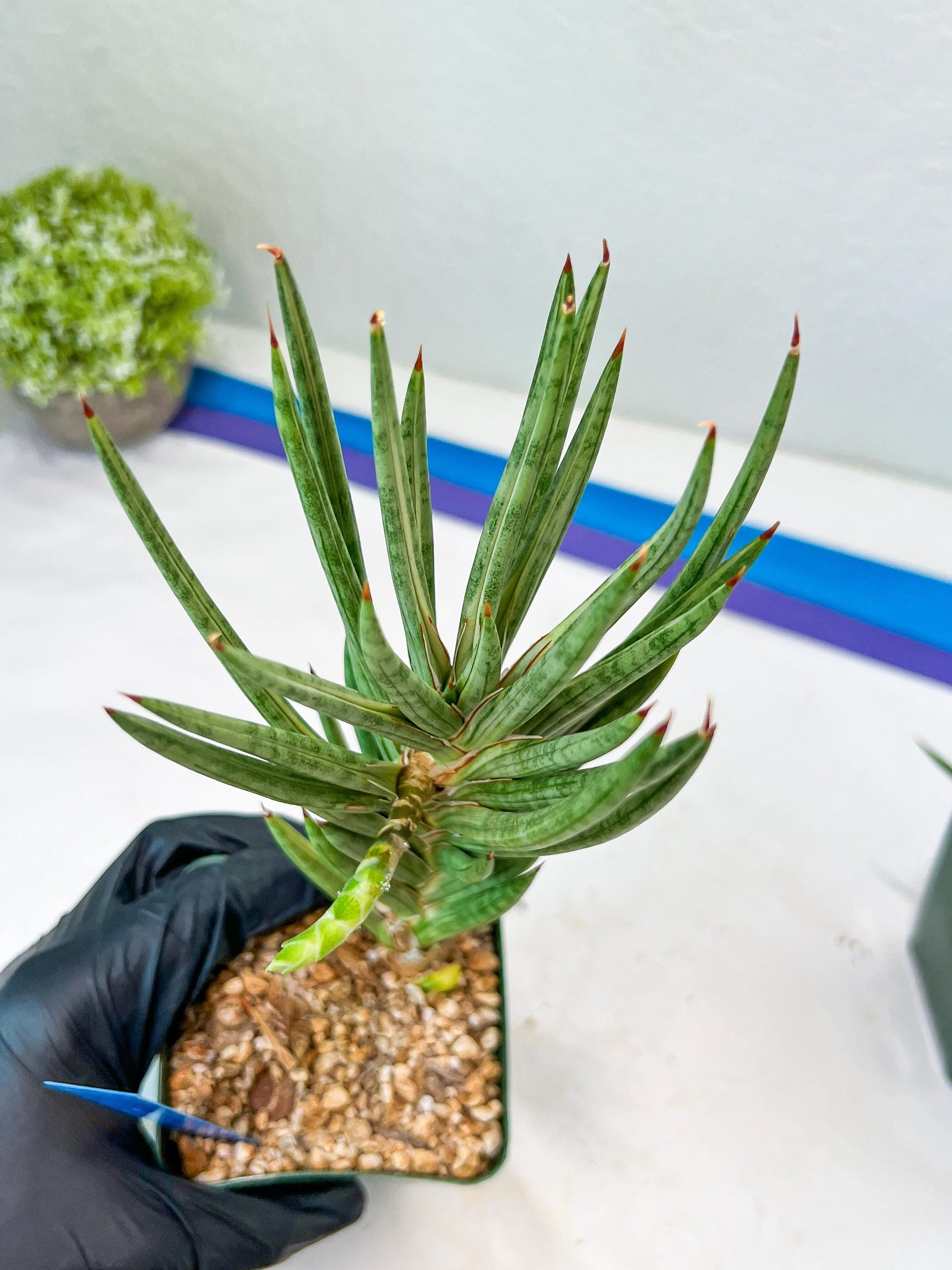 Sansevieria francisii Variegated (B-G) | Imported Plants