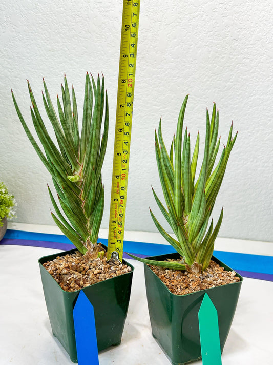 Sansevieria francisii Variegated (B-G) | Imported Plants