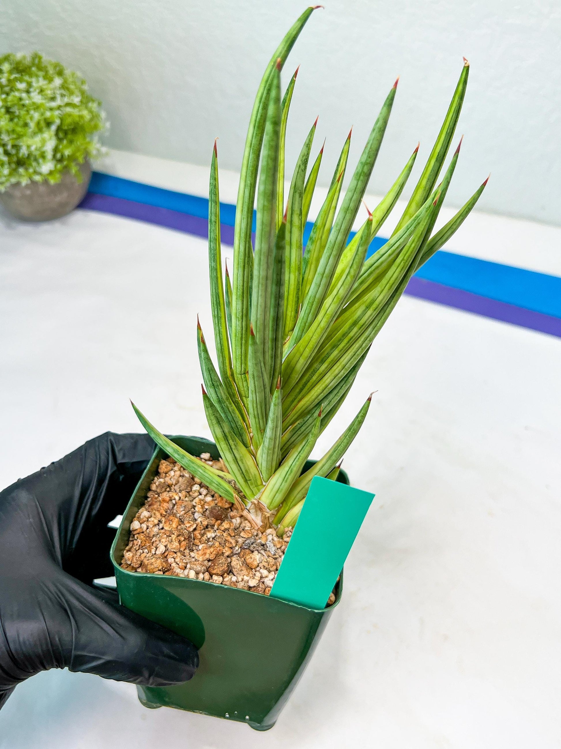 Sansevieria francisii Variegated (B-G) | Imported Plants
