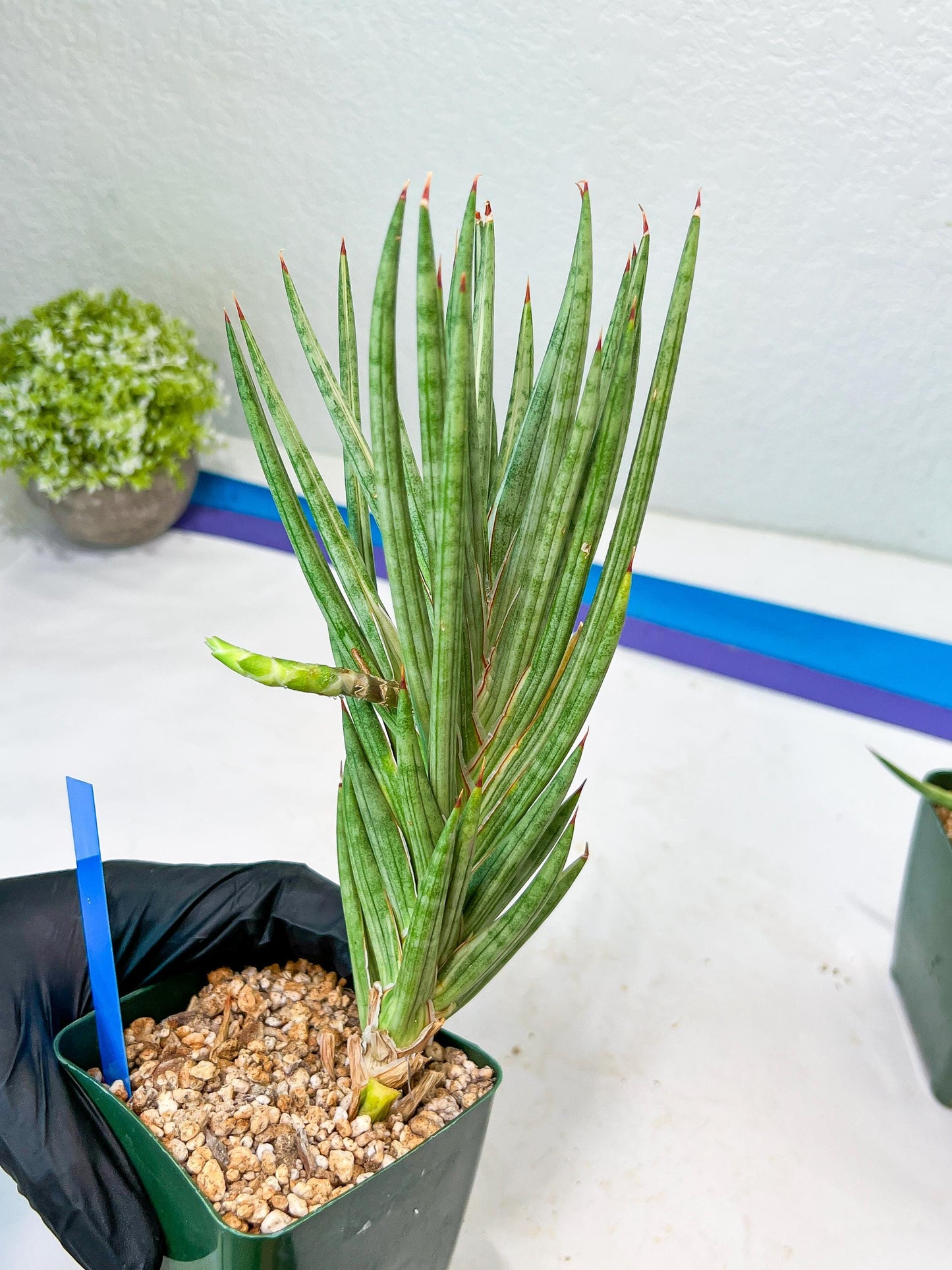 Sansevieria francisii Variegated (B-G) | Imported Plants