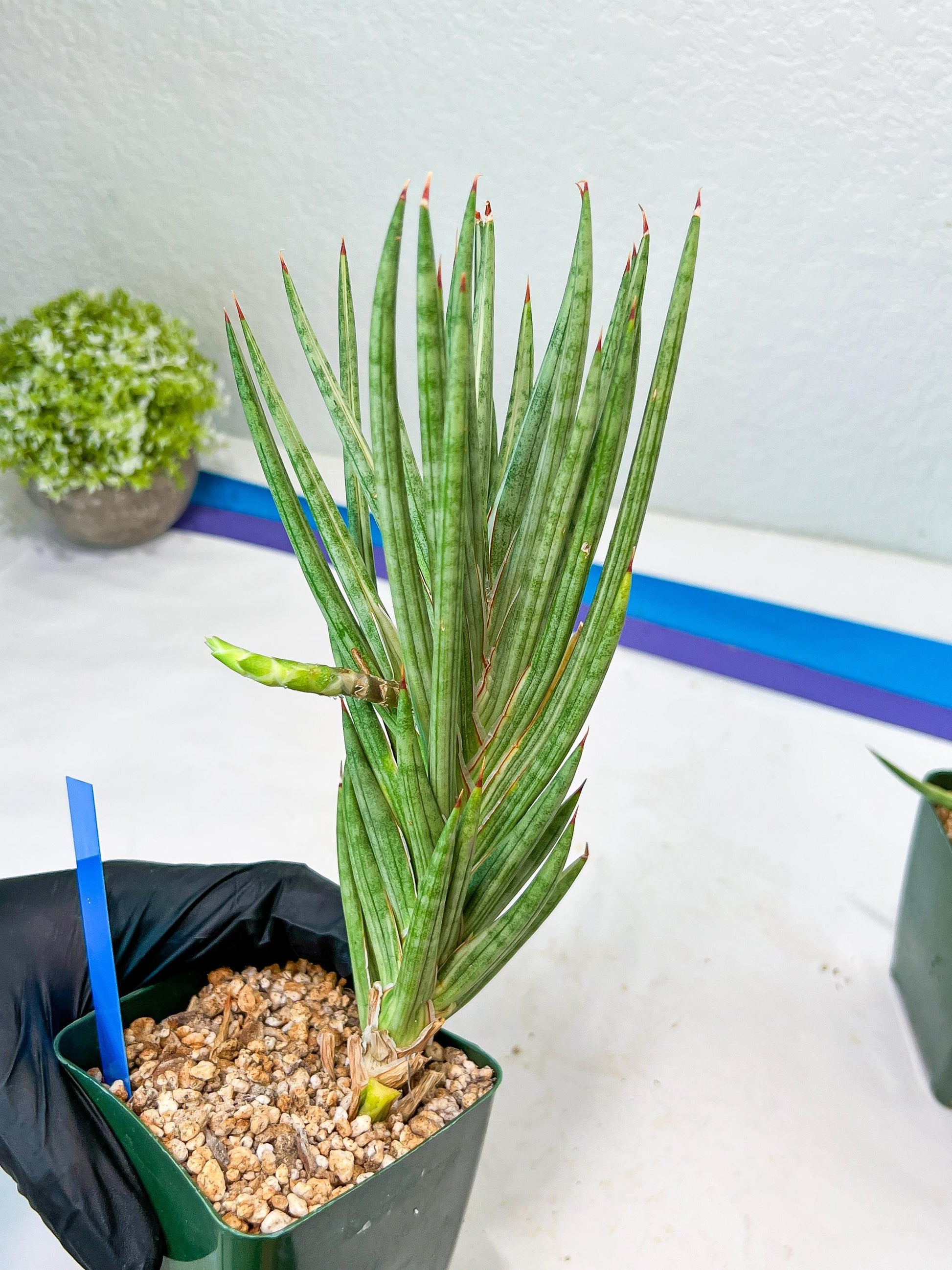 Sansevieria francisii Variegated (B-G) | Imported Plants