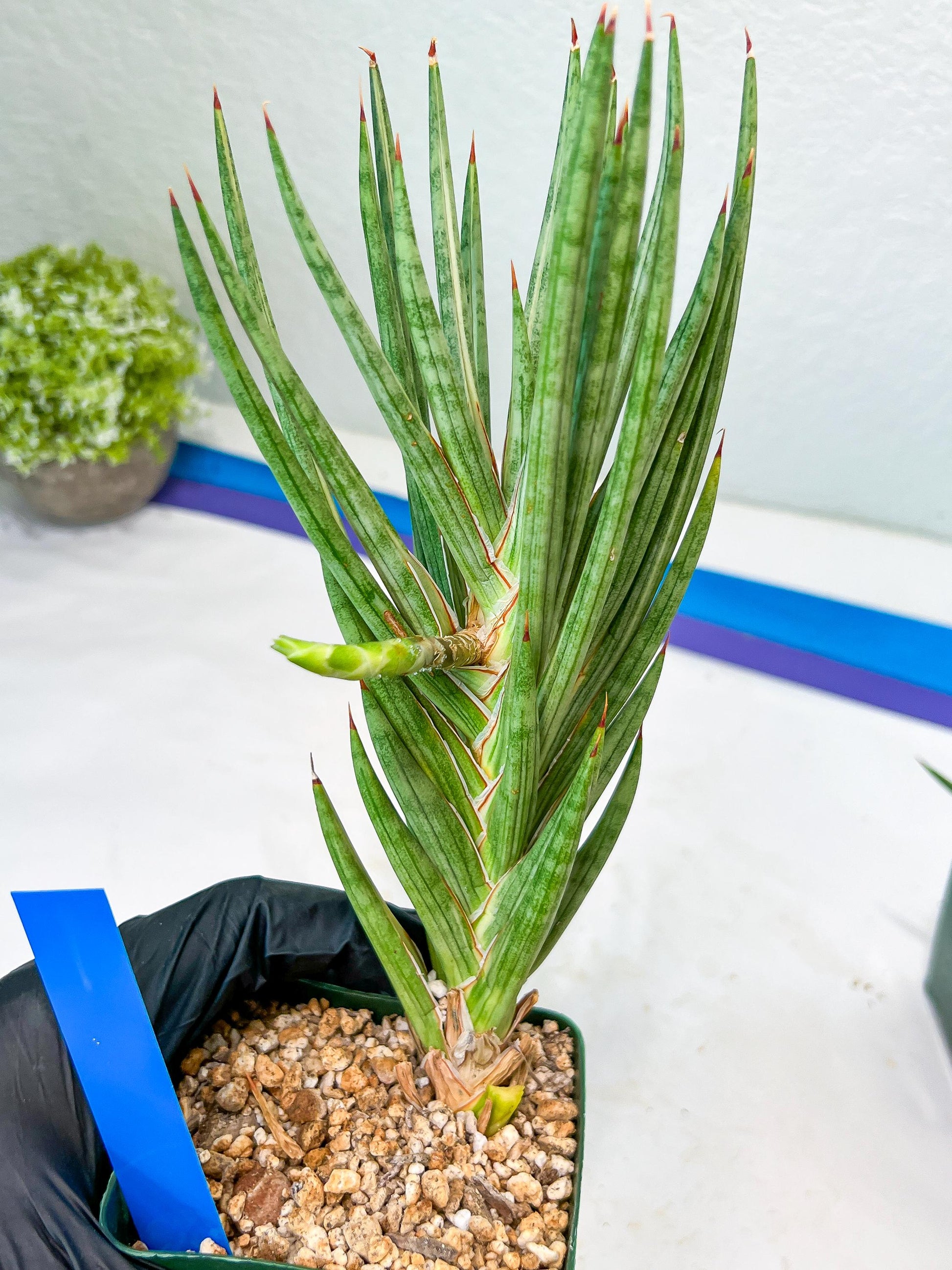 Sansevieria francisii Variegated (B-G) | Imported Plants
