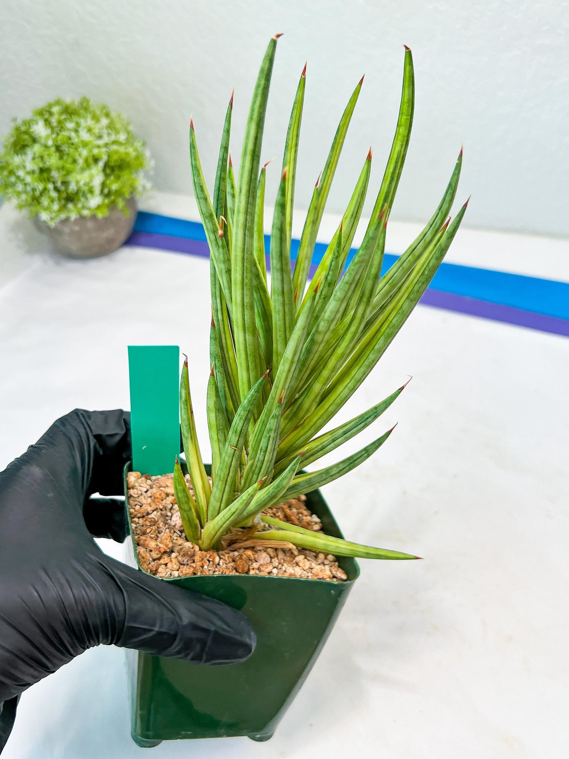 Sansevieria francisii Variegated (B-G) | Imported Plants