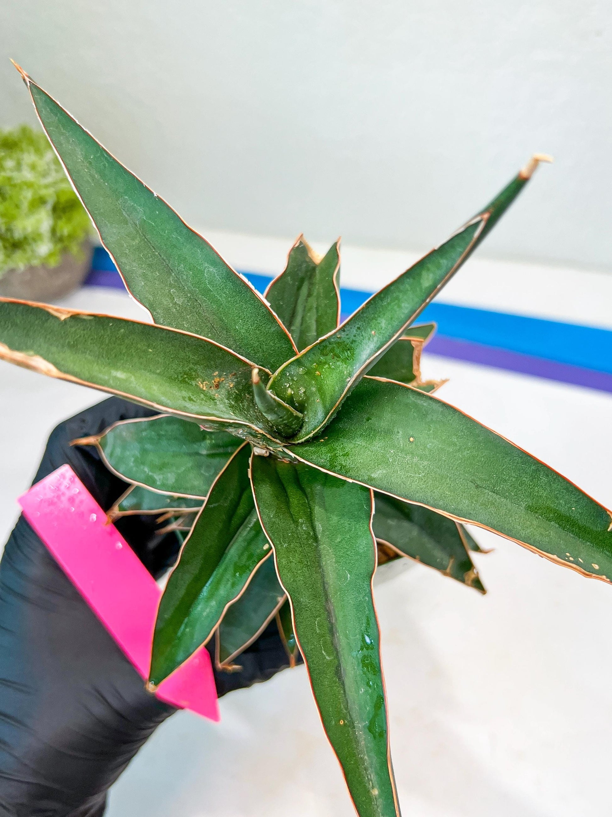 Sansevieria lavranos (pink/yellow) | Imported Plants