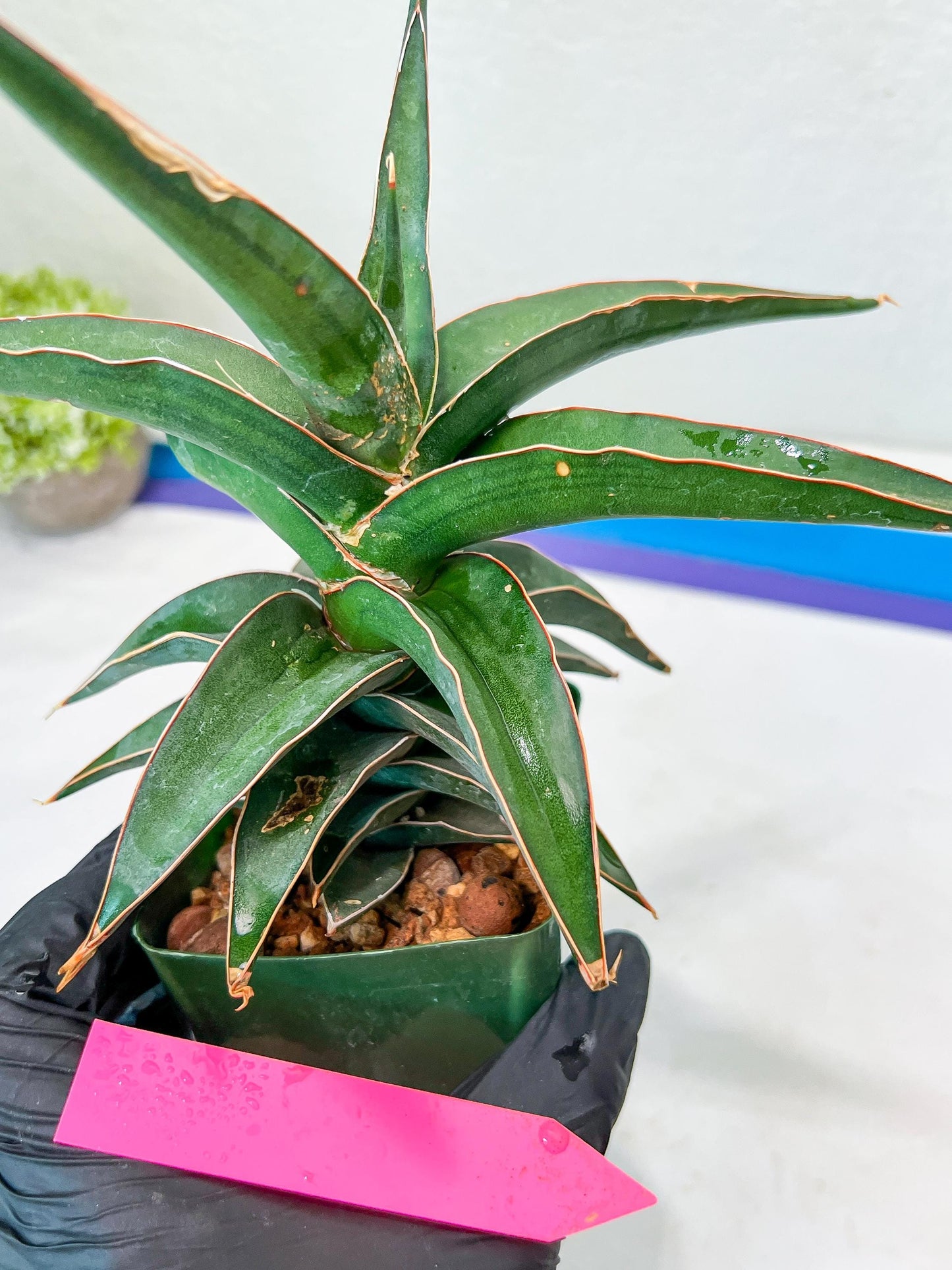 Sansevieria lavranos (pink/yellow) | Imported Plants