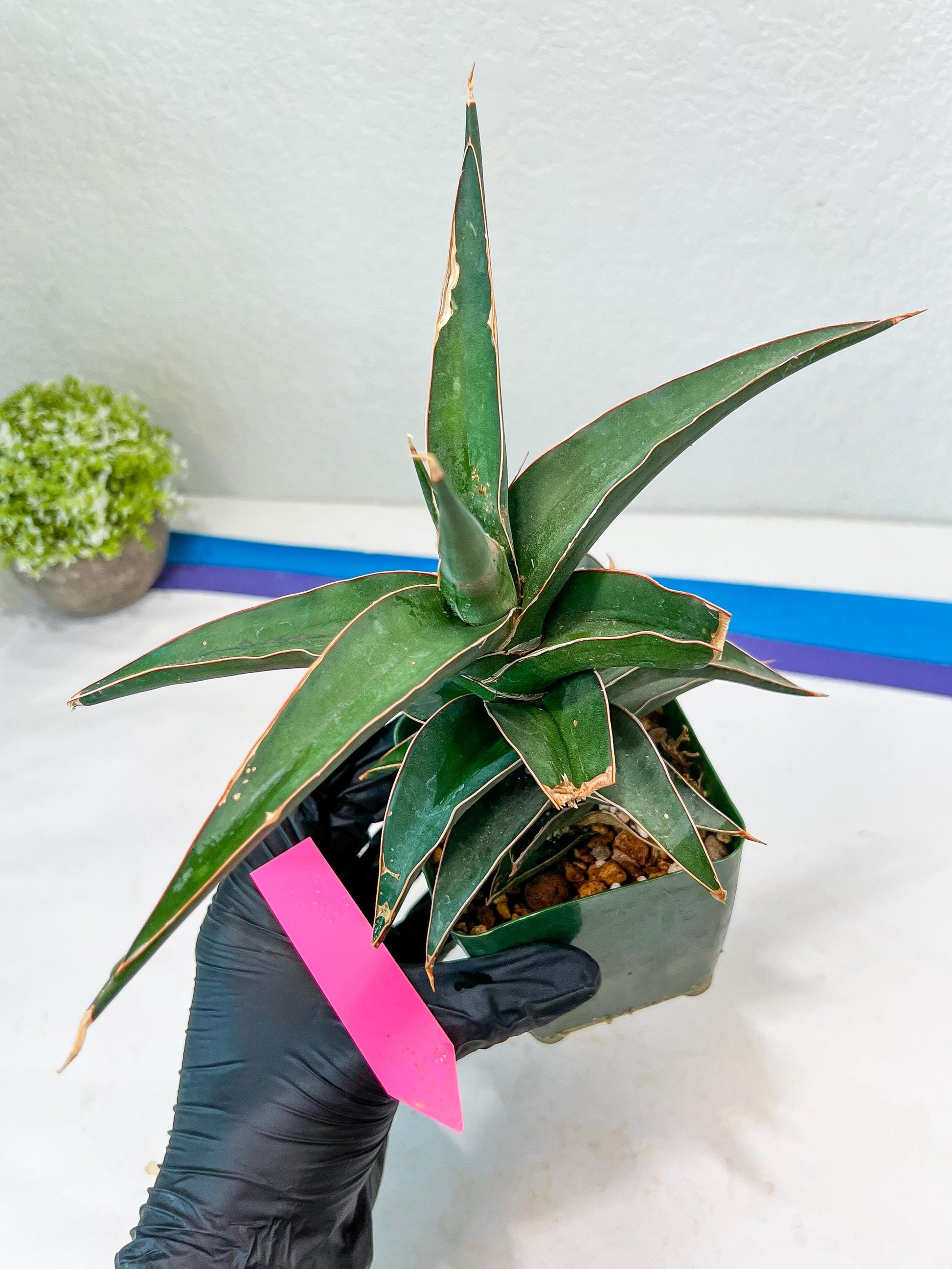 Sansevieria lavranos (pink/yellow) | Imported Plants
