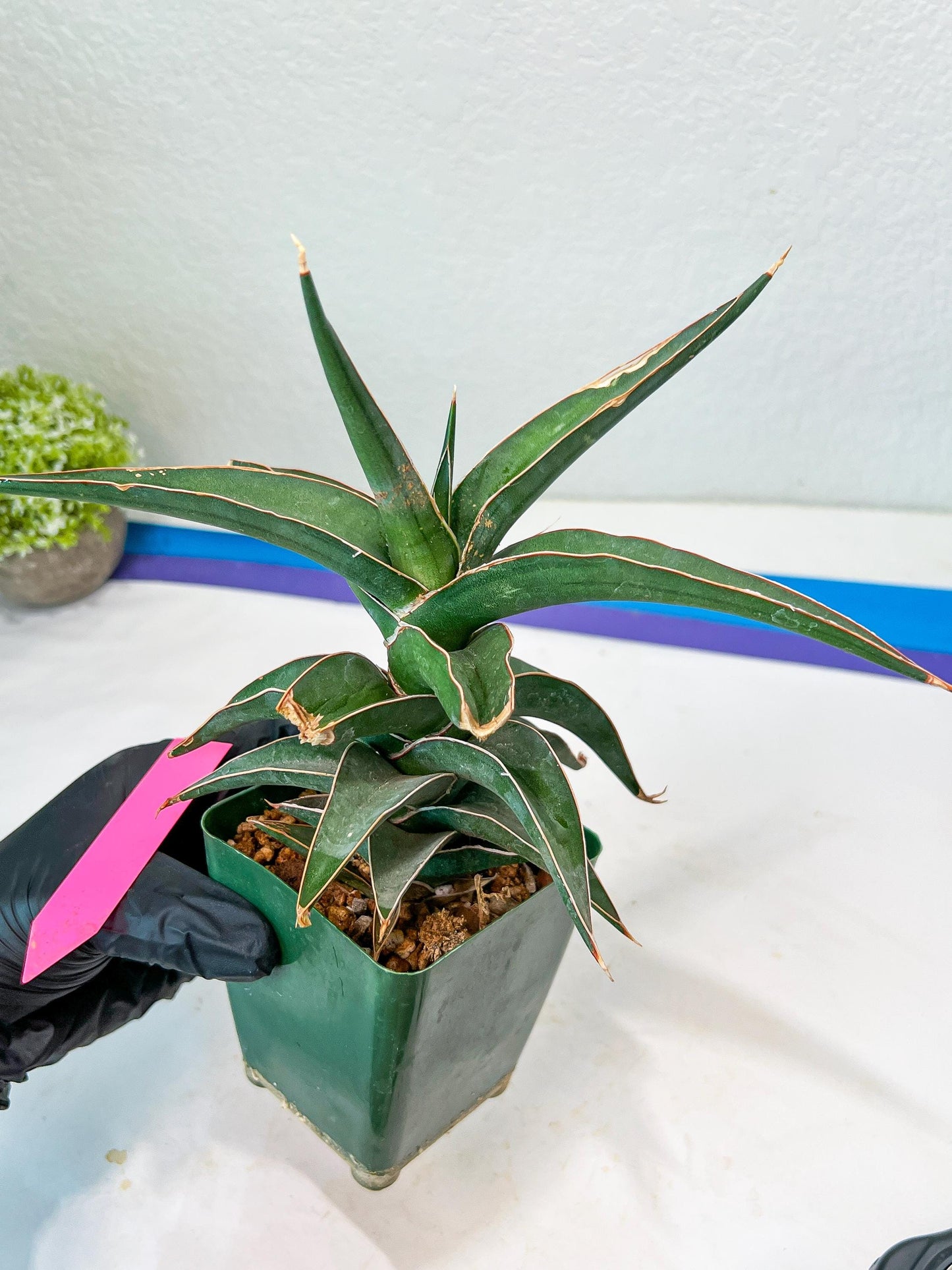 Sansevieria lavranos (pink/yellow) | Imported Plants