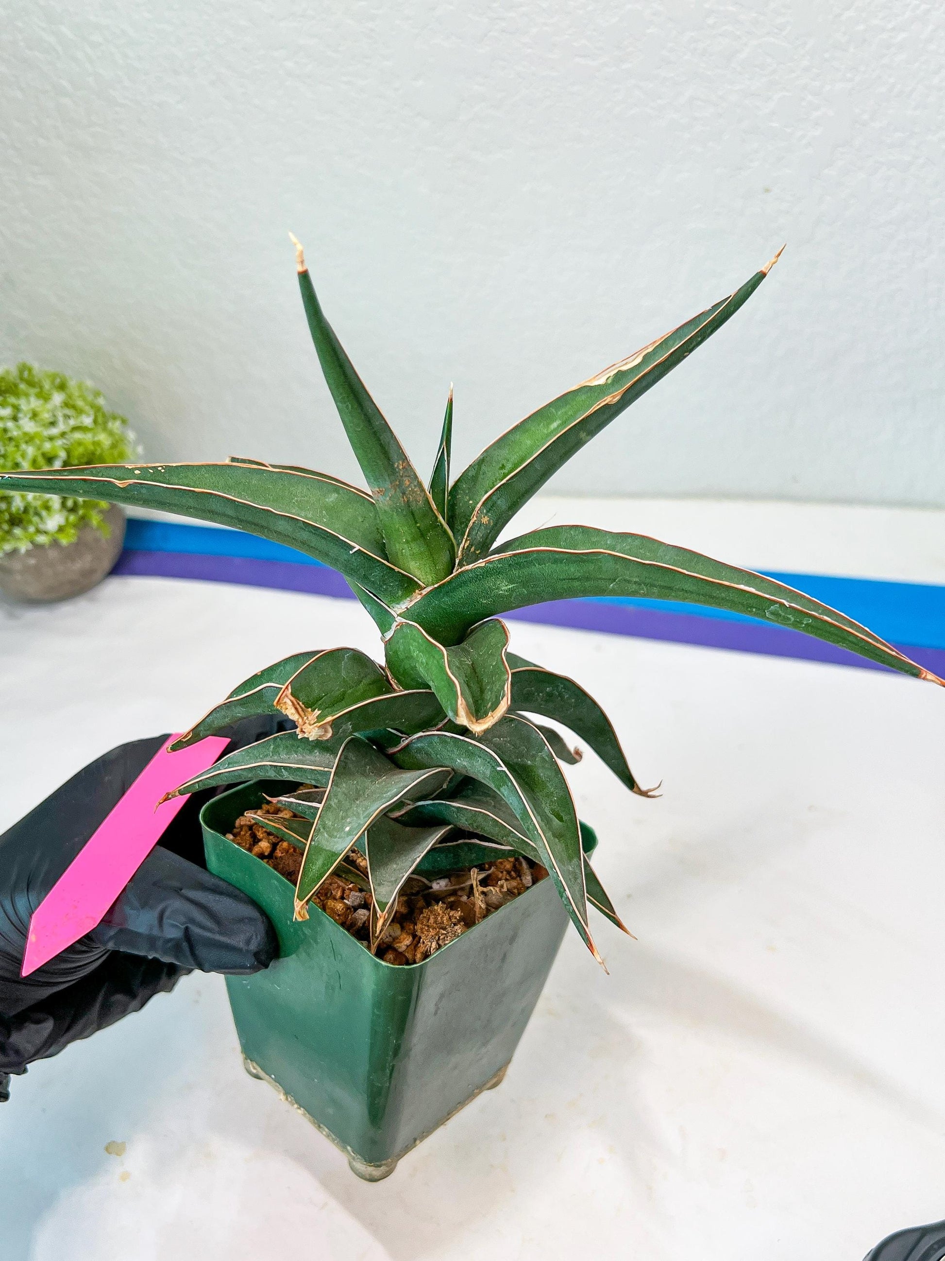 Sansevieria lavranos (pink/yellow) | Imported Plants
