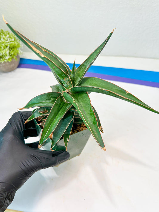 Sansevieria lavranos (pink/yellow) | Imported Plants