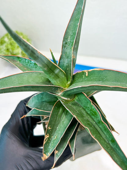 Sansevieria lavranos (Blue/Green) | Imported Plants