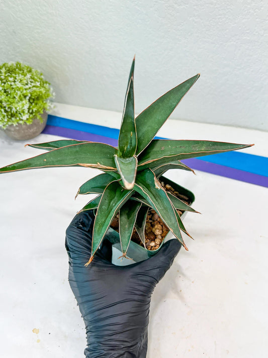 Sansevieria lavranos (Blue/Green) | Imported Plants