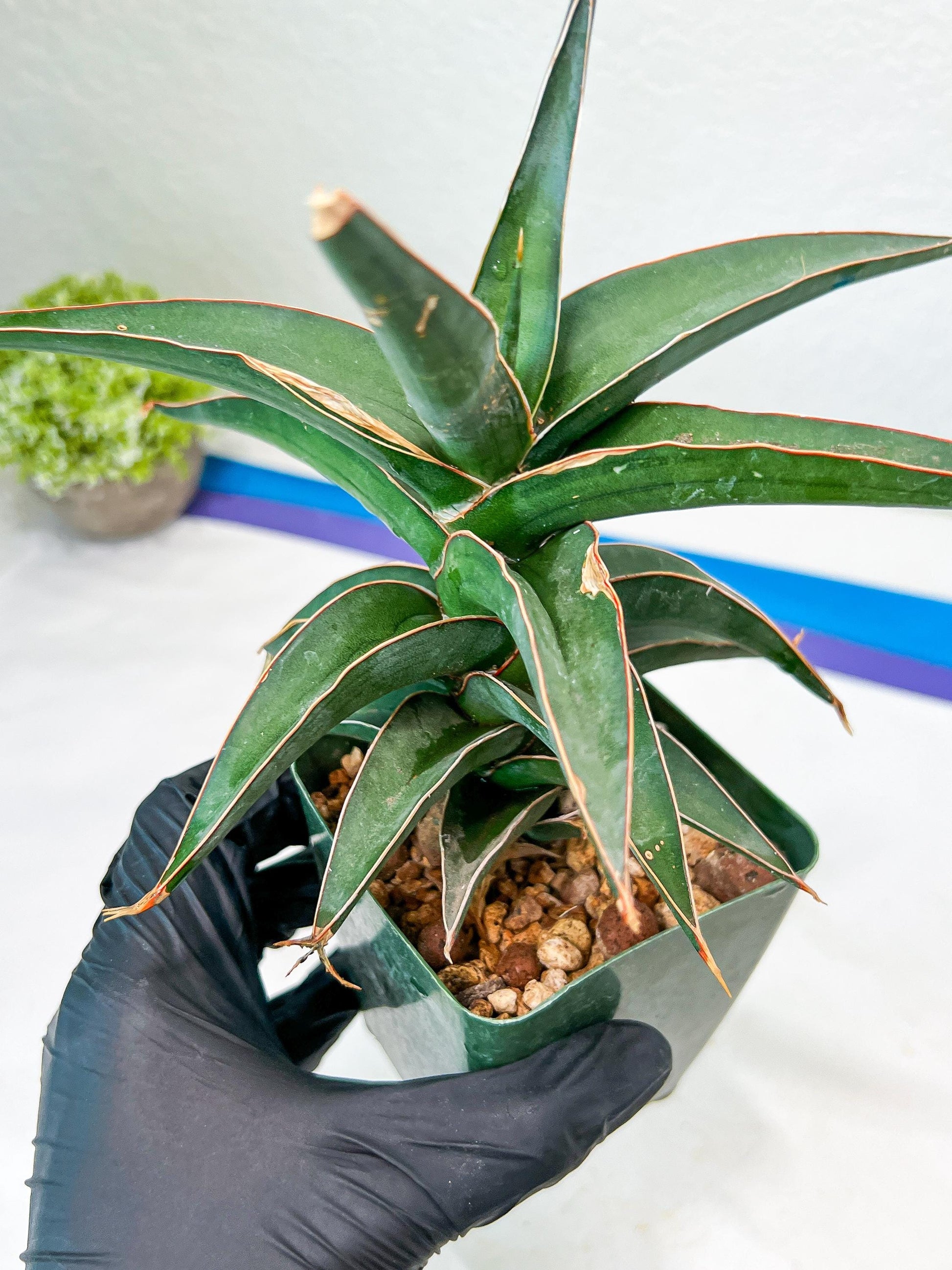 Sansevieria lavranos (Blue/Green) | Imported Plants