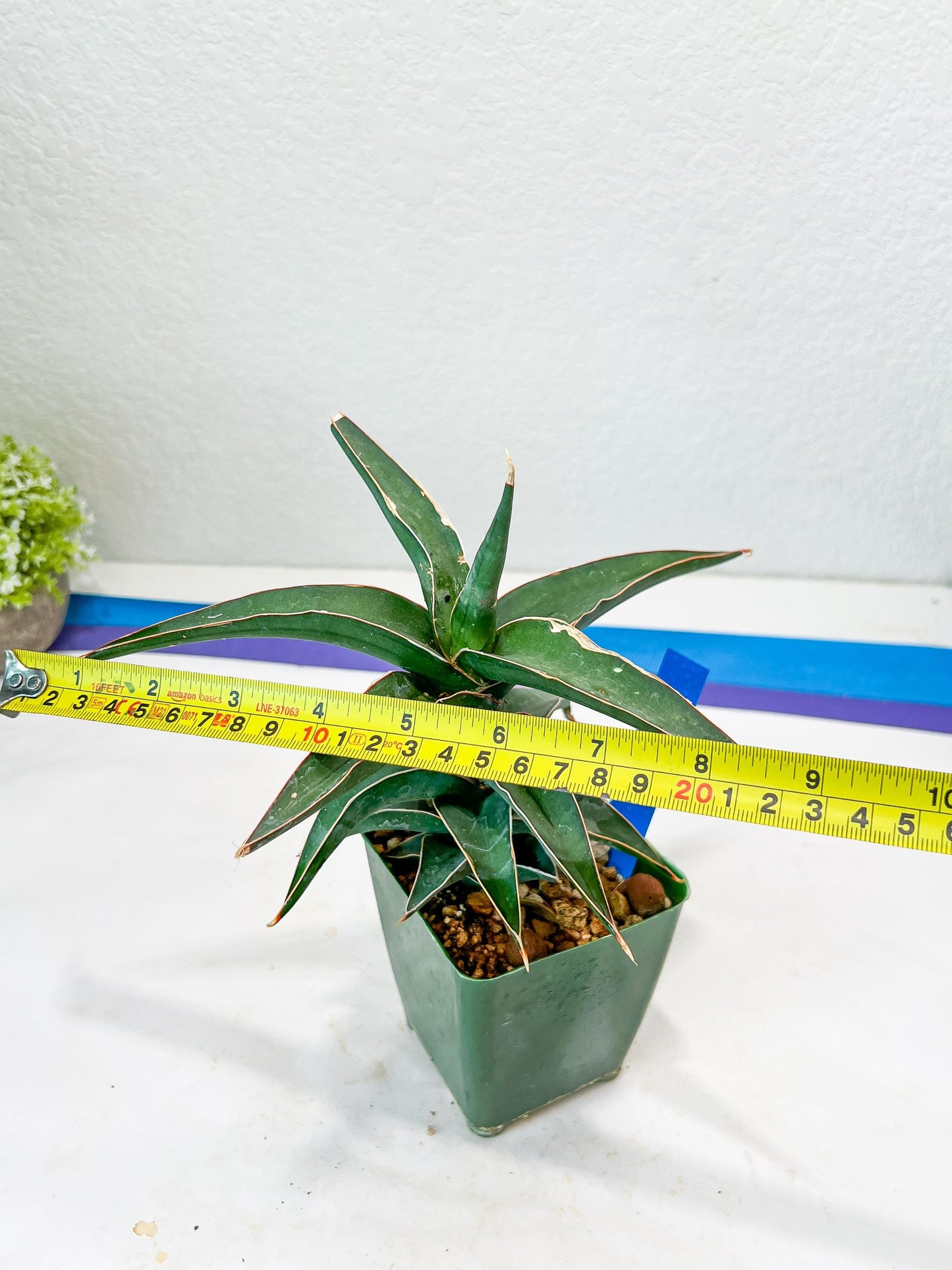 Sansevieria Lavranos (Blue) | Minor Scar from Shipping | Imported