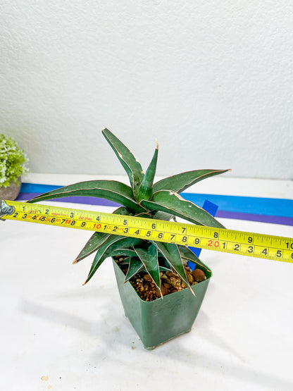 Sansevieria Lavranos (Blue) | Minor Scar from Shipping | Imported