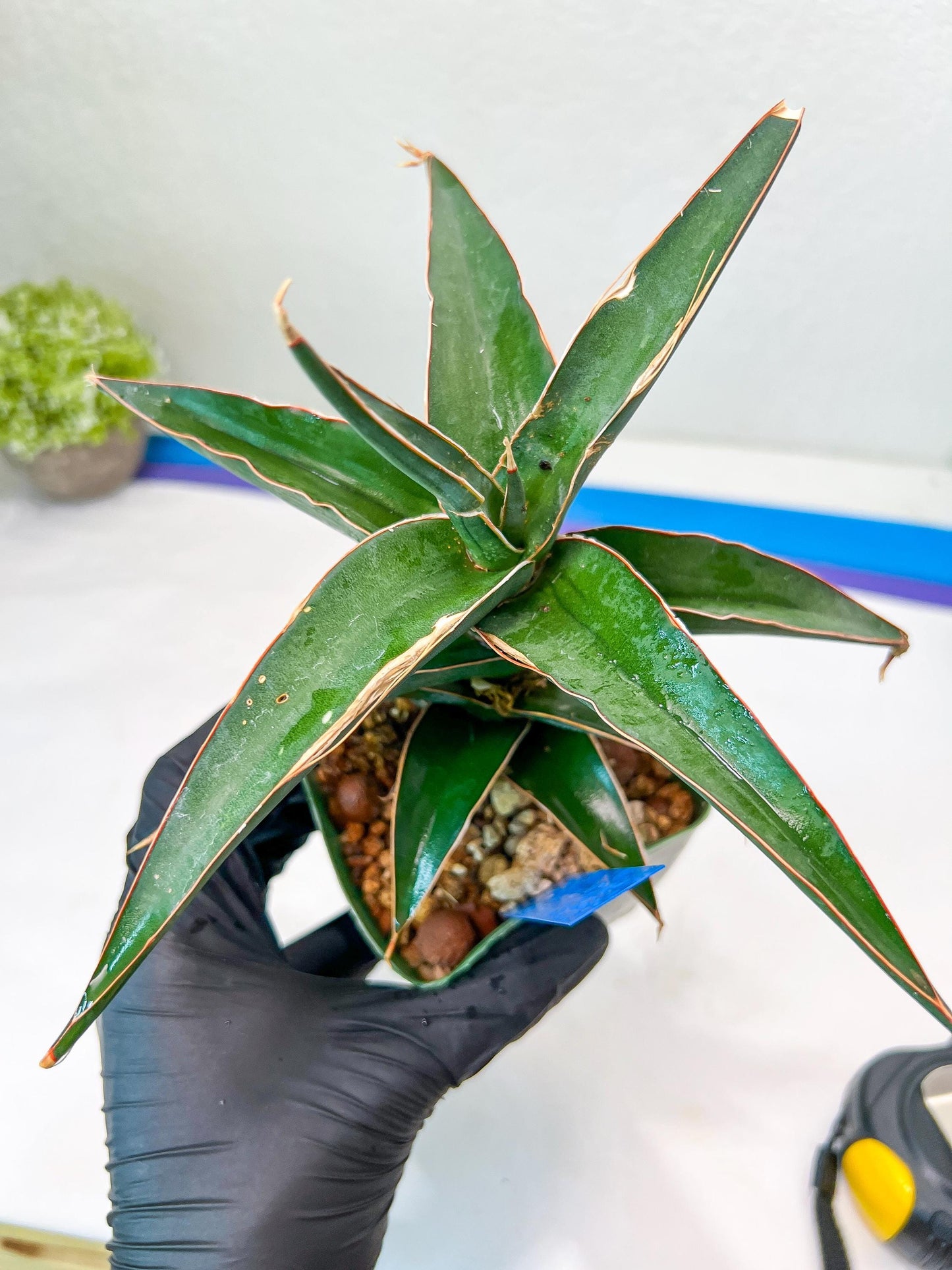 Sansevieria Lavranos (Blue) | Minor Scar from Shipping | Imported