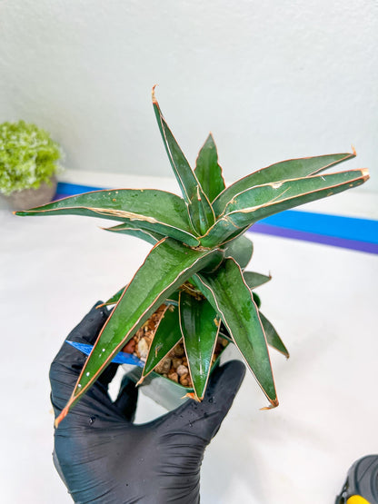 Sansevieria Lavranos (Blue) | Minor Scar from Shipping | Imported