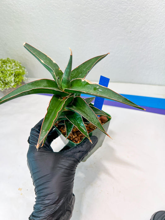 Sansevieria Lavranos (Blue) | Minor Scar from Shipping | Imported