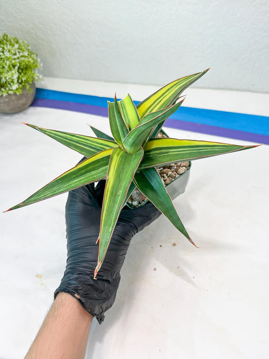 Sansevieria lavranos Var (Yellow) | Minor Dmg from Shipping