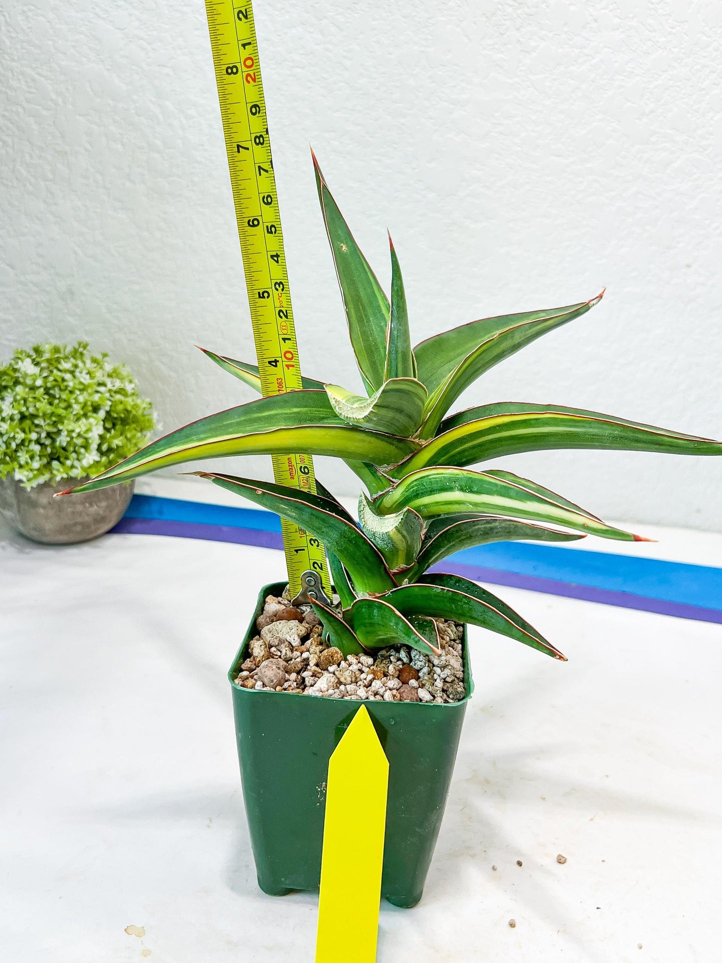 Sansevieria lavranos Var (Yellow) | Minor Dmg from Shipping