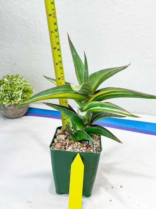 Sansevieria lavranos Var (Yellow) | Minor Dmg from Shipping