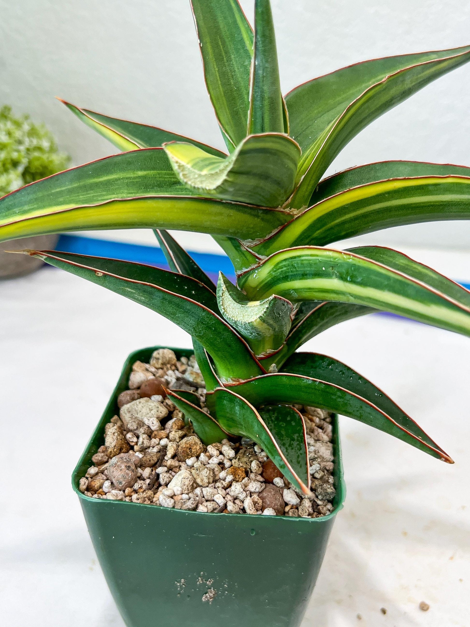 Sansevieria lavranos Var (Yellow) | Minor Dmg from Shipping