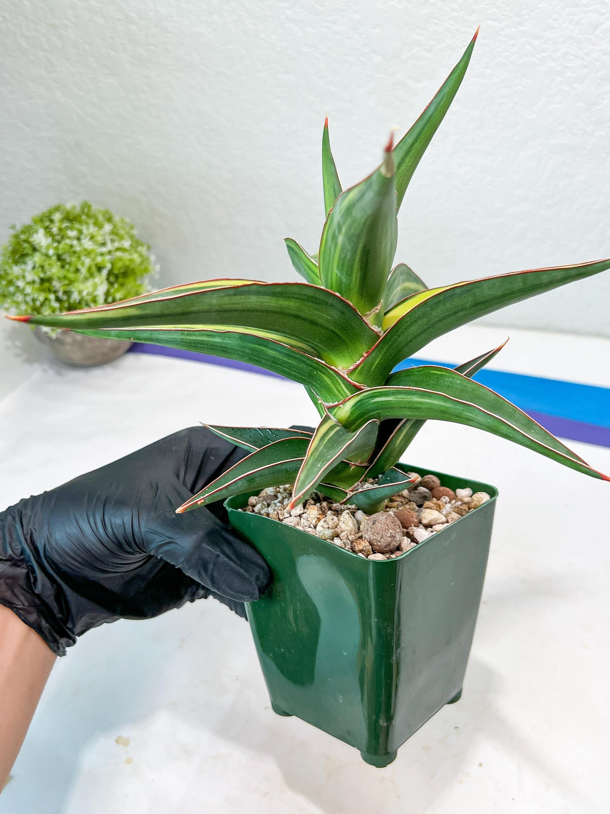 Sansevieria lavranos Var (Yellow) | Minor Dmg from Shipping