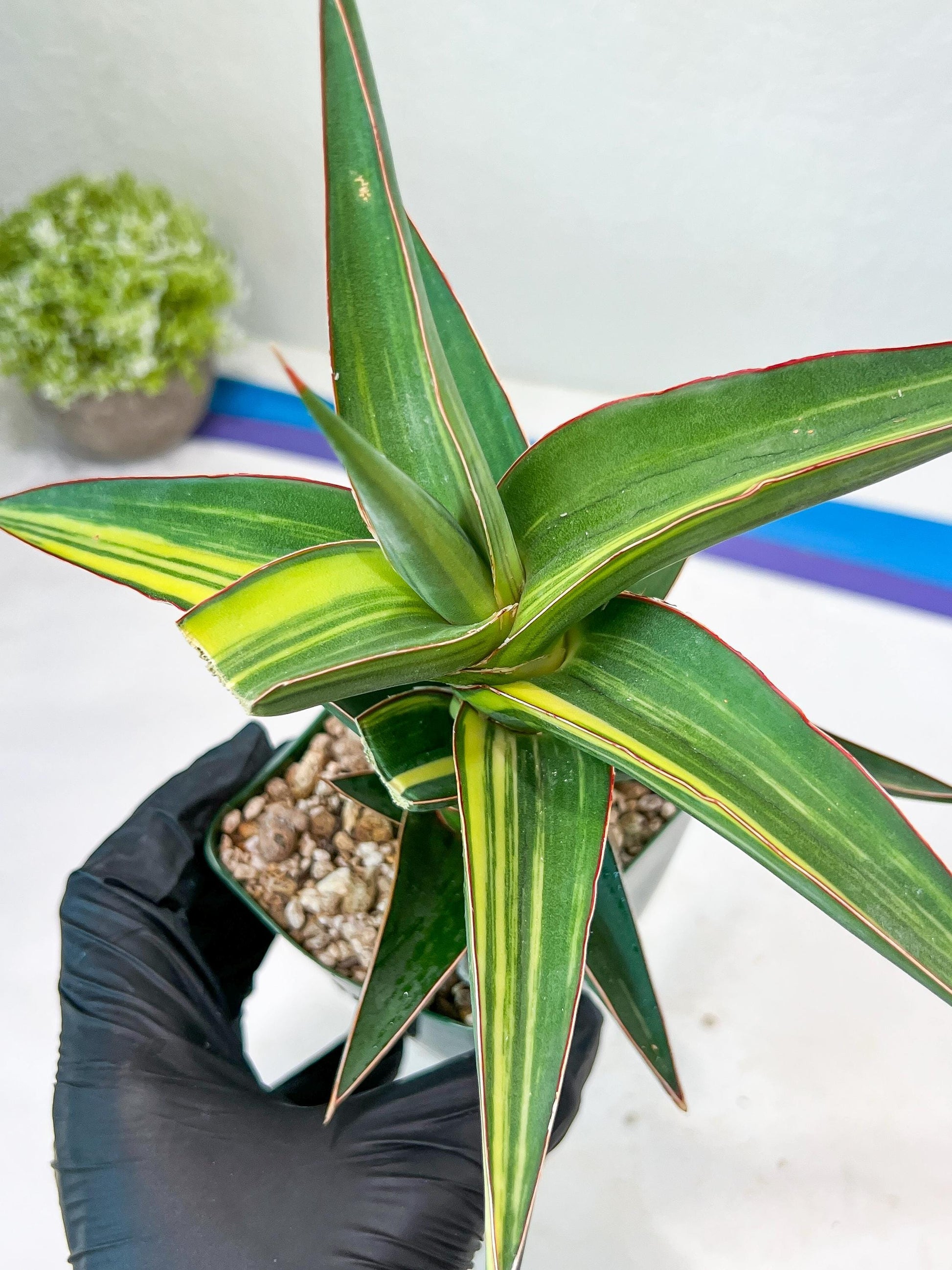 Sansevieria lavranos Var (Yellow) | Minor Dmg from Shipping