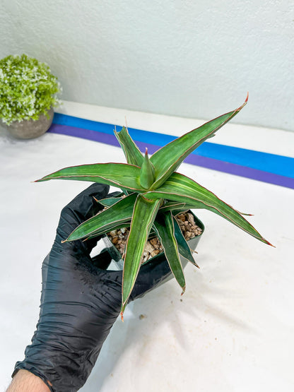 Sansevieria lavranos Var (Blue) | Minor Dmg from Shipping