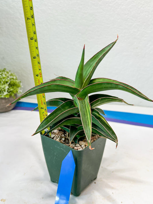 Sansevieria lavranos Var (Blue) | Minor Dmg from Shipping