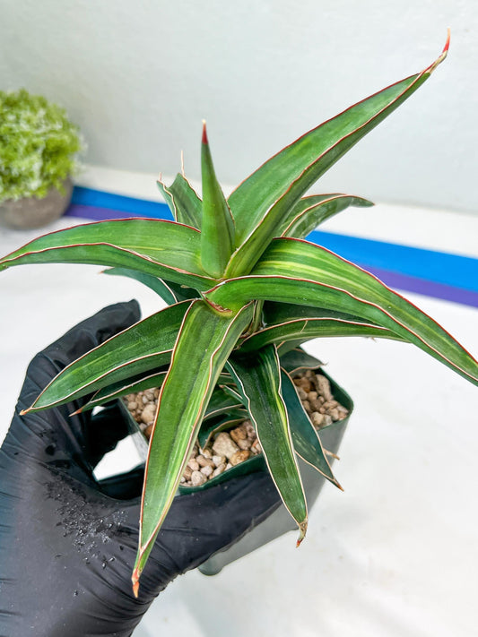 Sansevieria lavranos Var (Blue) | Minor Dmg from Shipping