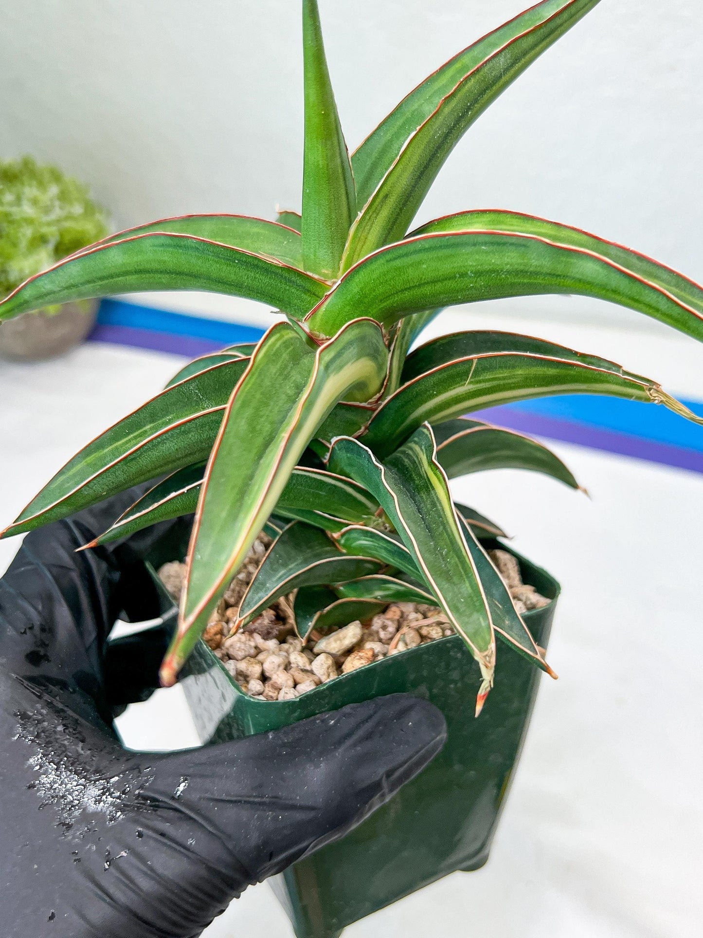 Sansevieria lavranos Var (Blue) | Minor Dmg from Shipping