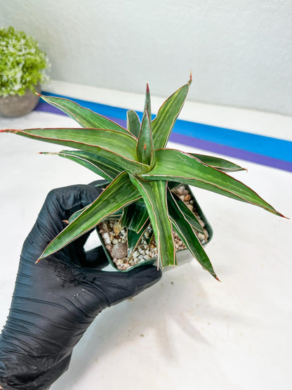 Sansevieria lavranos Var (Blue) | Minor Dmg from Shipping