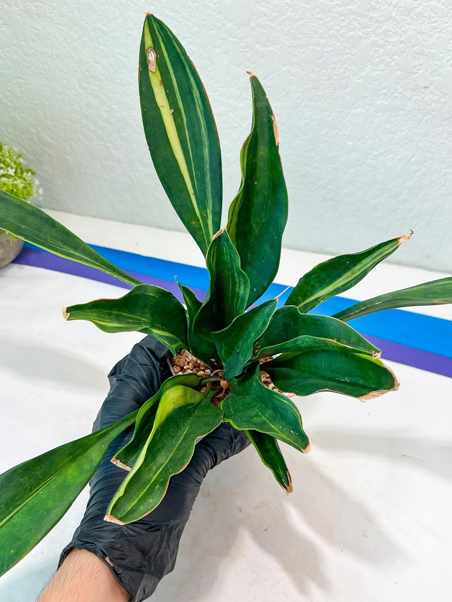 Sansevieria Sudwala Caves Variegated | Rare Impoted Plants | (4~5)