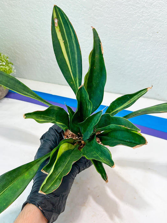 Sansevieria Sudwala Caves Variegated | Rare Impoted Plants | (4~5)