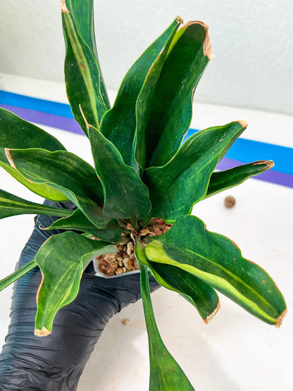 Sansevieria Sudwala Caves Variegated | Rare Impoted Plants | (4~5)