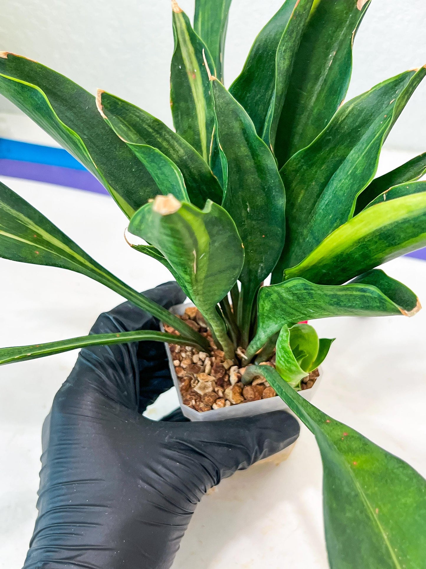 Sansevieria Sudwala Caves Variegated | Rare Impoted Plants | (4~5)