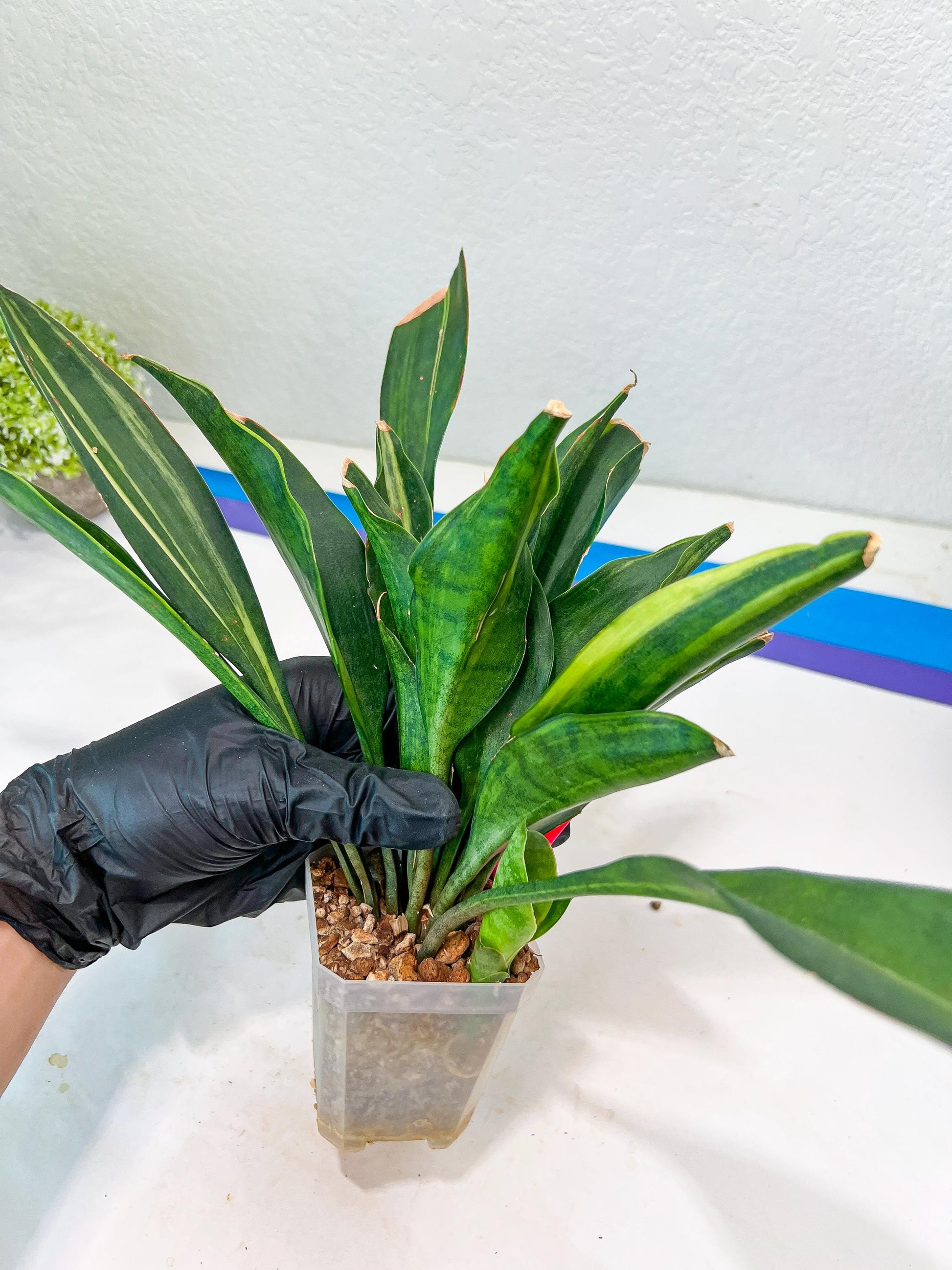 Sansevieria Sudwala Caves Variegated | Rare Impoted Plants | (4~5)