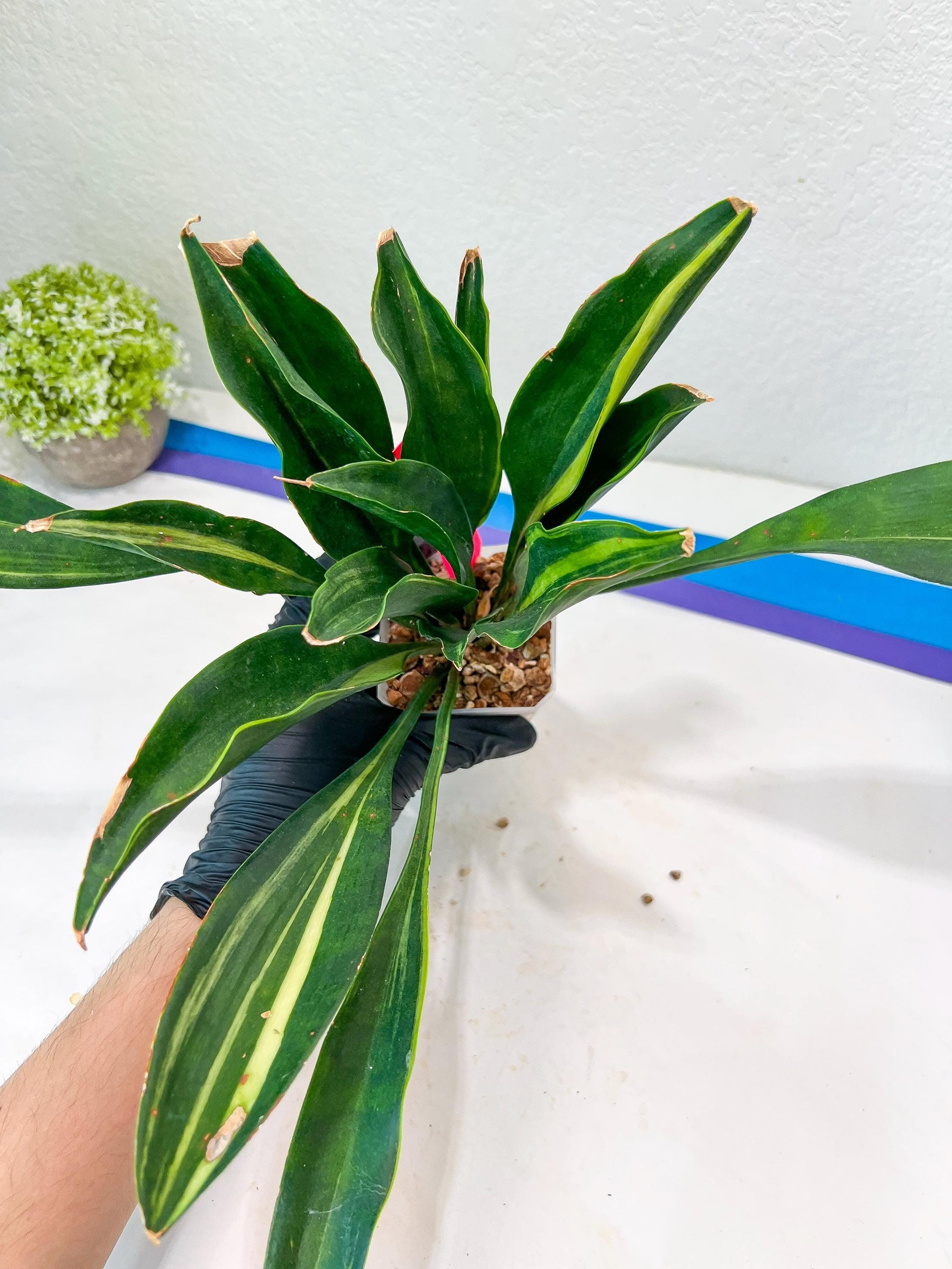 Sansevieria Sudwala Caves Variegated | Rare Impoted Plants | (4~5)