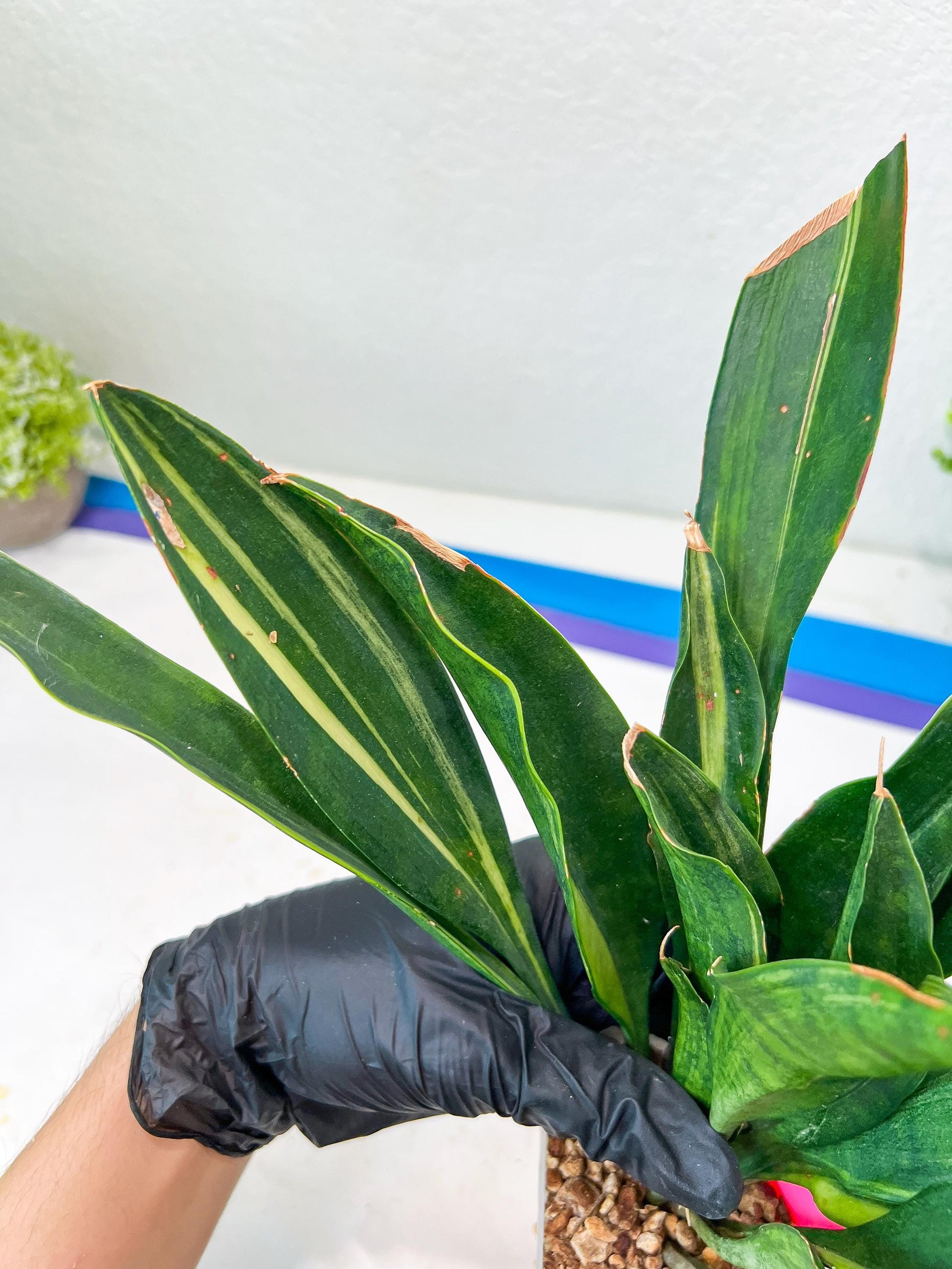 Sansevieria Sudwala Caves Variegated | Rare Impoted Plants | (4~5)