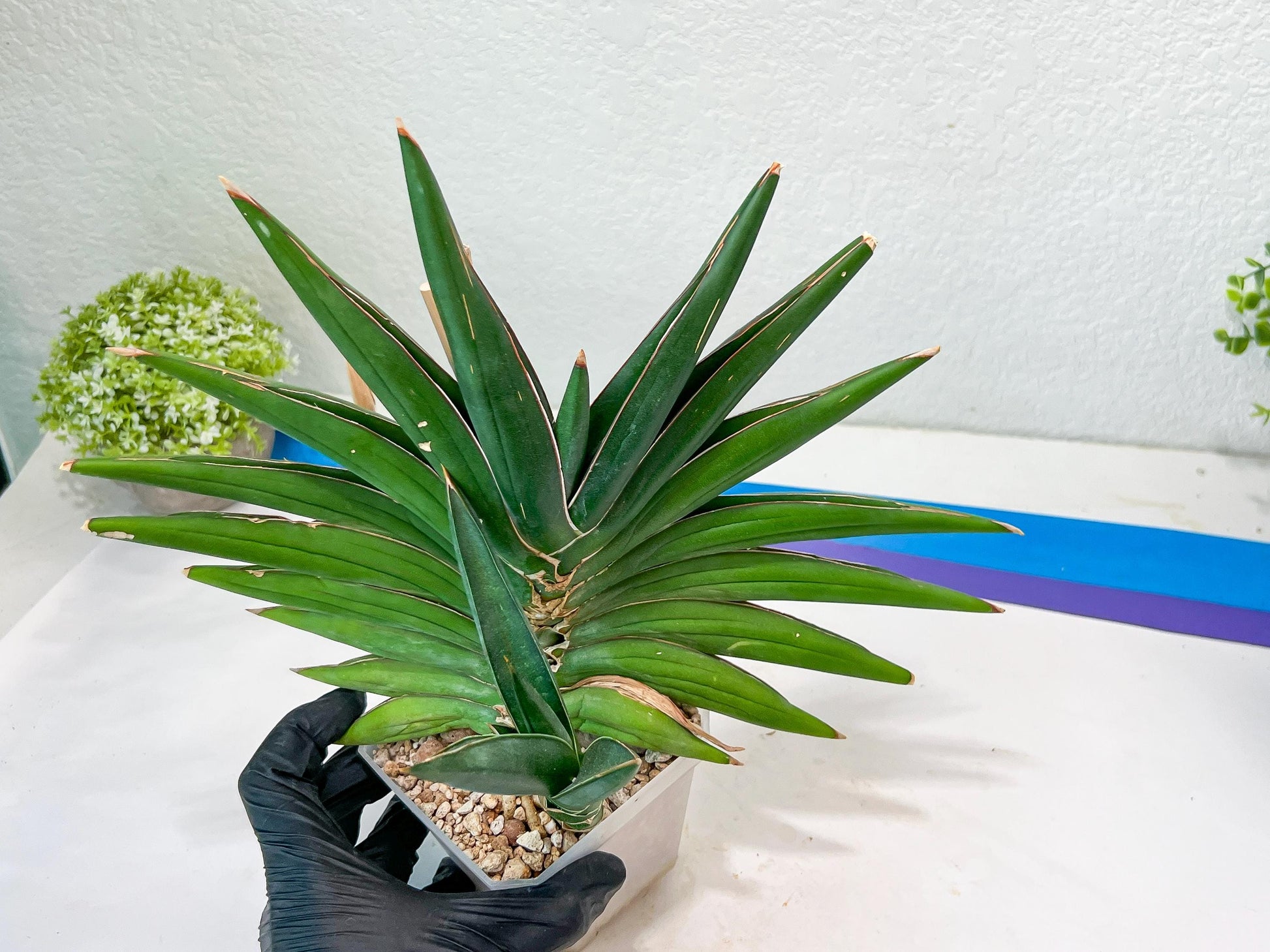 Sansevieria Sawasdee XXL | Choose your own Plants | (D4)