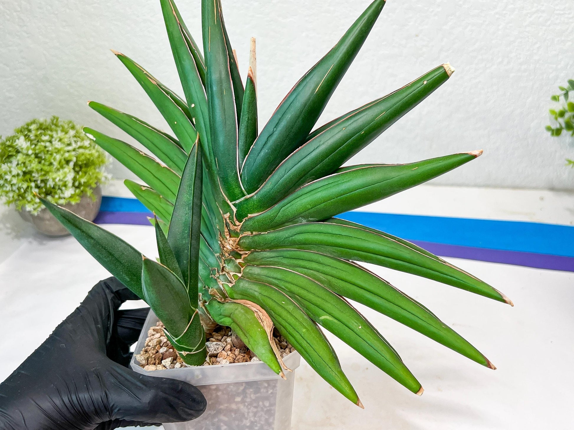 Sansevieria Sawasdee XXL | Choose your own Plants | (D4)