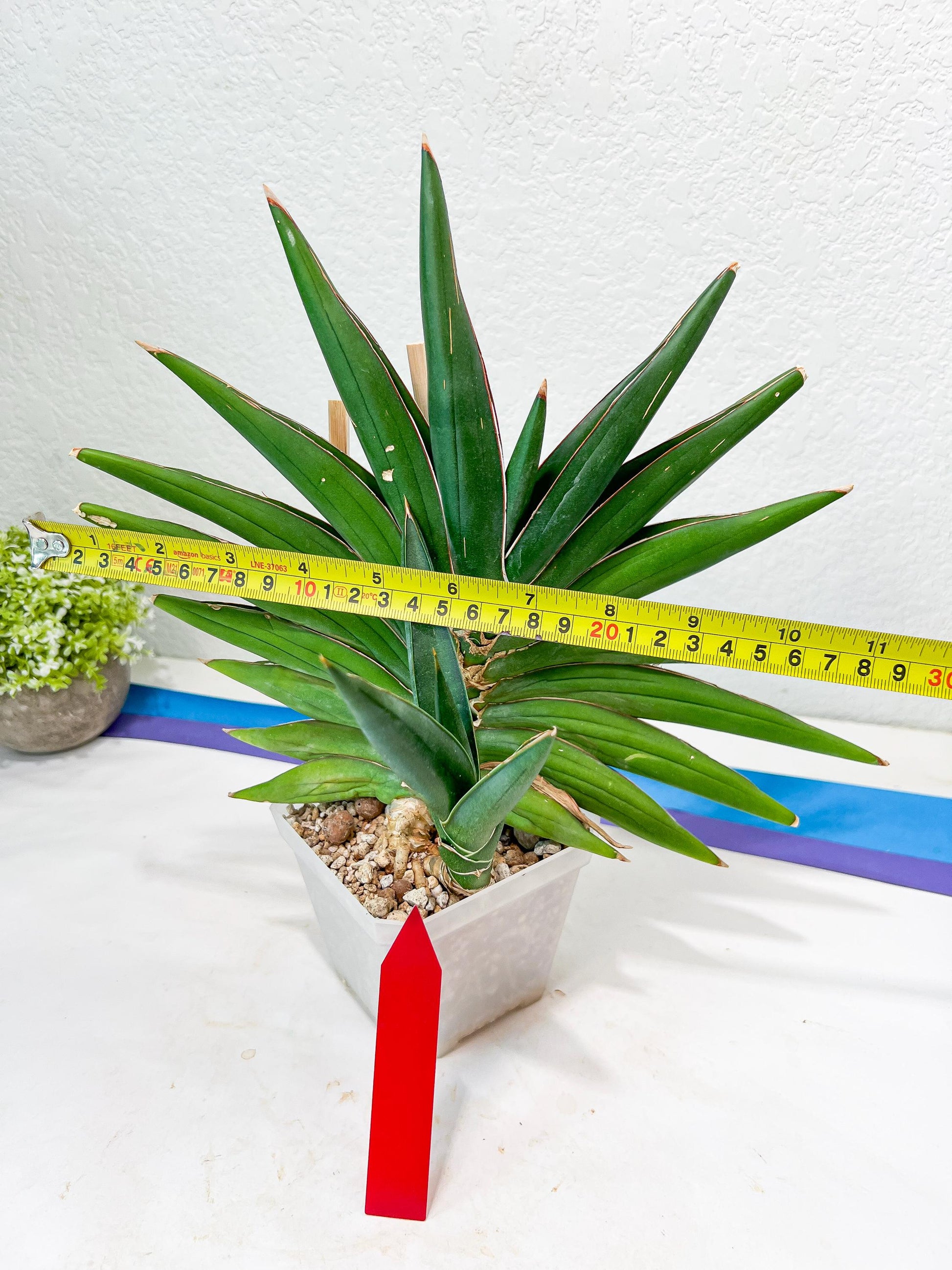 Sansevieria Sawasdee XXL | Choose your own Plants | (D4)