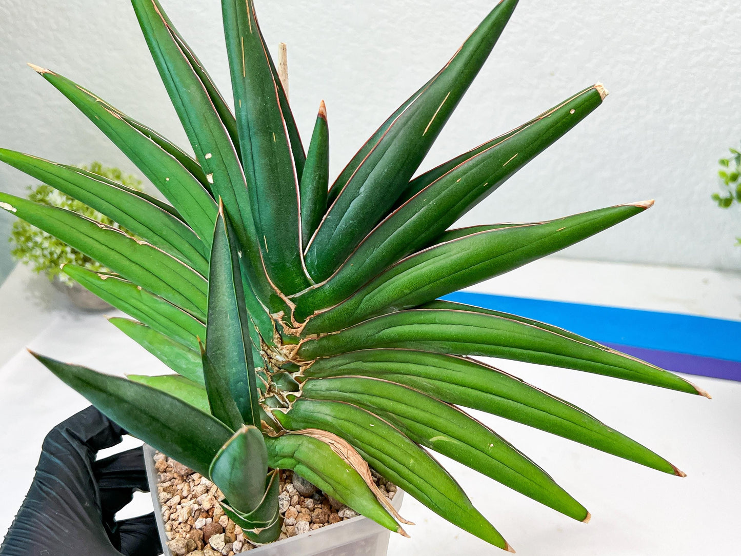 Sansevieria Sawasdee XXL | Choose your own Plants | (D4)